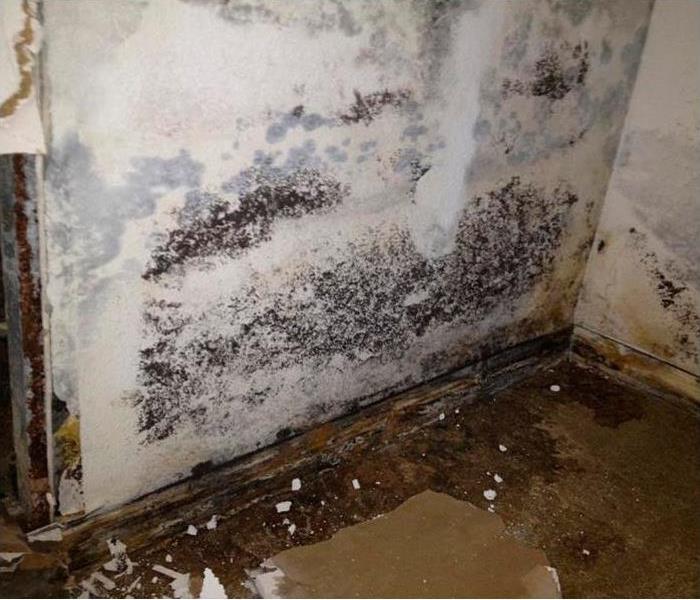 Walls and floor with mold after water damage 